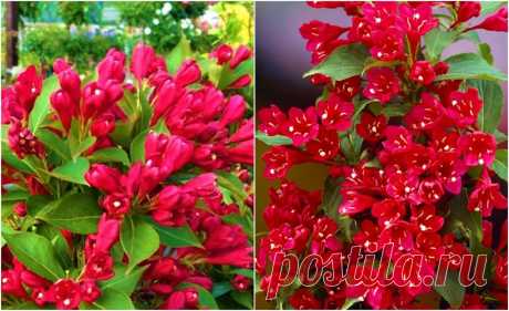 Титулованная красавица, неустанно цветущая с мая по октябрь! Обильноцветущий кустарник: весь сезон в красном