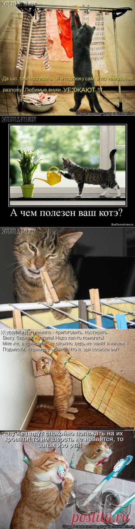 Чистюля! | KotoMail.ru