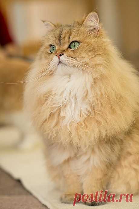 Top 10 Cat Breeds