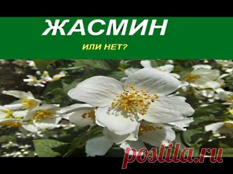 Когда снимал этот ролик был уверен, что это не Жасмин. Теперь сомневаюсь. Пишите свои соображения!
Музыка взята из фонотеки Ютуб!