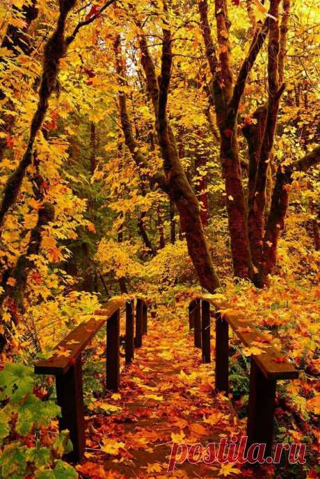 Forest Bridge, Toketee Falls, Oregon photo via wendy | Tree &amp;amp; Path