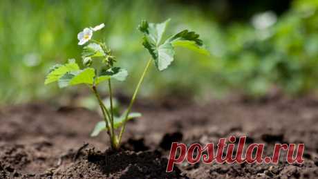 Как без особых усилий обновить плантацию клубники (садовой земляники) на дачном участке? | Растения