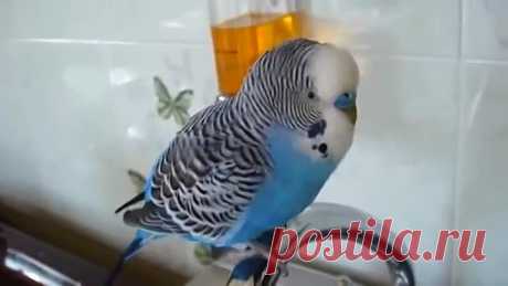 Говорящие волнистые попугаи. Пять птиц говорунов ))