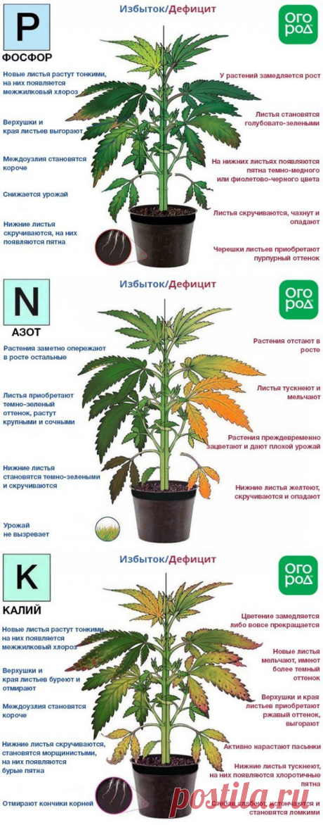 Азот, фосфор, калий – признаки недостатка и избытка у растений | Удобрения и стимуляторы (Огород.ru)