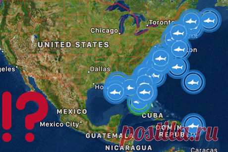 Десятки акул-людоедов неожиданно направились к берегам США. Неожиданное скопление больших белых акул у Восточного побережья США переполошило пользователей Twitter. Его заметил пользователь @punished_stu, опубликовавший скриншот приложения OCEARCH, которое показывает расположение акул на карте. Судя по его данным, к Восточному побережью направлялись около сотни хищных рыб.
