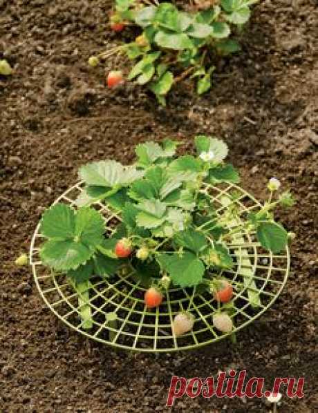 Strawberry Supports | Protect Berries with this Strawberry Plant Cradle