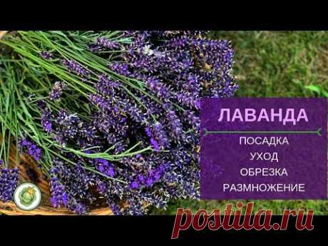 Все о лаванде - посадка, уход, обрезка, размножение, применение