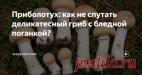 Приболотух: как не спутать деликатесный гриб с бледной поганкой? Если вы грибник со стажем, то наверняка слышали что-нибудь о кольчатом колпаке, который ещё называют приболотухом. Гриб этот не только съедобен, но ещё и невероятно вкусен! Многие говорят, что на вкус он напоминает куриное филе, благодаря чему многие ласково называют его “курочкой”. Вот только есть одна проблема: уж очень он похож на самый известный ядовитый гриб - неоднократно случалось, что вместо куриного ...