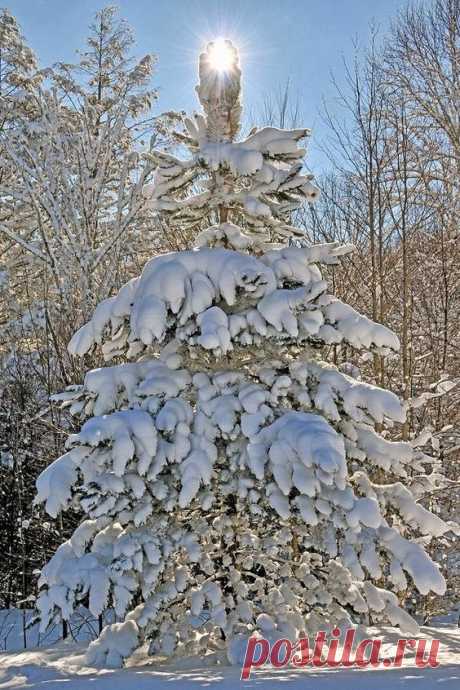 Stunning Picz: Snow Fall  |  Pinterest • Всемирный каталог идей