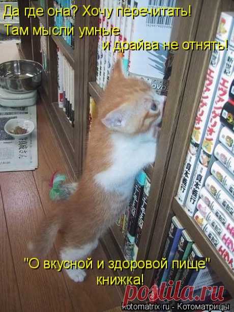 Котоматрица: Свежак