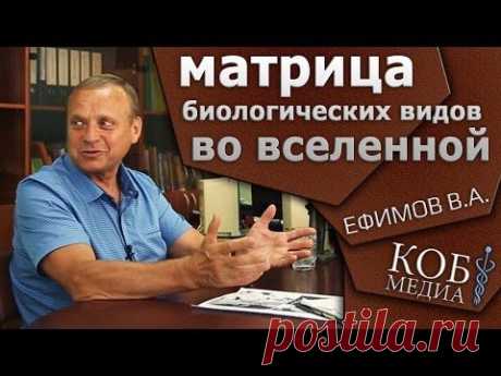 Ефимов - Матрица биологических видов во вселенной - YouTube