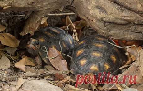 В Московском зоопарке родилась угольная черепаха. Впервые за процессом развития яйца и появлением на свет наблюдали посетители