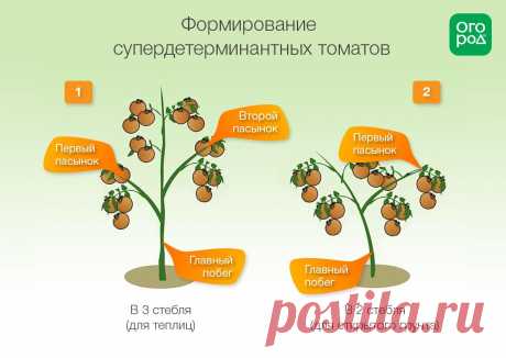 Формирование томатов в теплице и открытом грунте: инструкции и схемы | На грядке (Огород.ru)