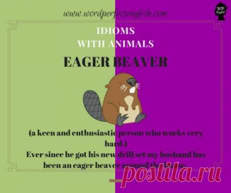 eager+beaver.jpg (506×425)