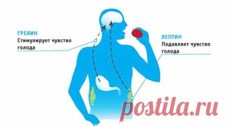 Блог о здоровье | Как приручить ГОРМОН ГОЛОДА грелин: 10 маленьких хитростей