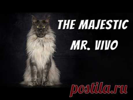 Mr. ViVo | The most majestic Maine Coon cat in the world.