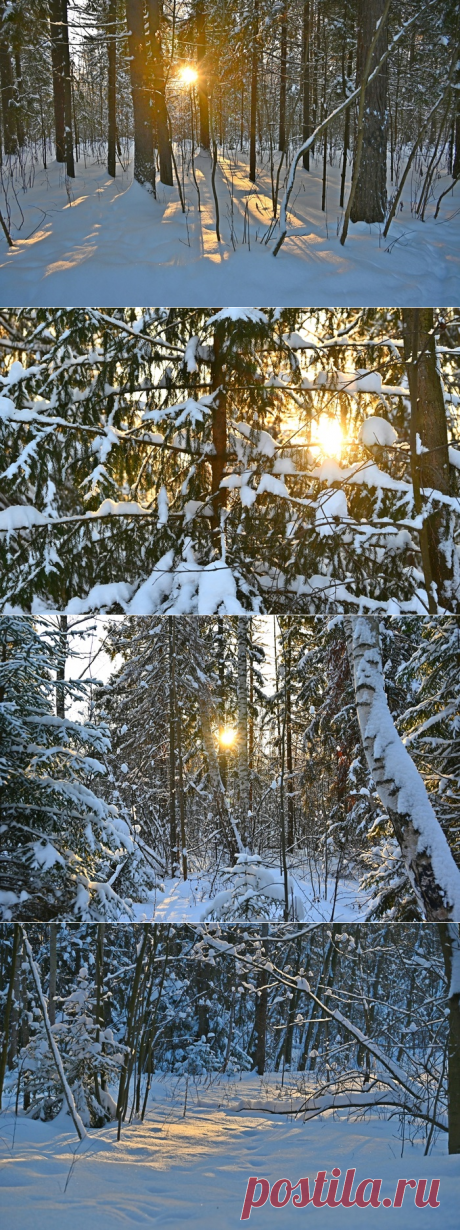 Солнце в лесу. Ирина Расшивалова