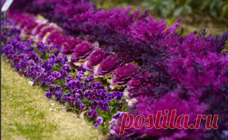 Сад в оттенках 2022: 10 растений с фиолетовыми цветами Цвет 2022 года... | Интересный контент в группе Дачная жизнь