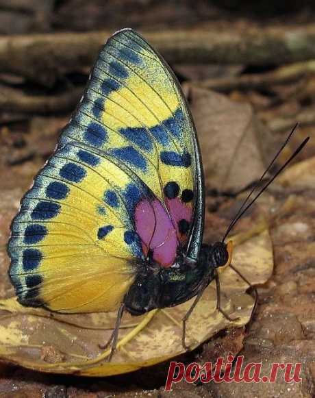 Ventral view of a Janetta Themis Forester(Euphaedra janetta) photographed by hippobosca. A butterfly in the Nymphalidae family. It is found in Guinea, Sierra Leone, Liberia, Ivory Coast, Ghana, Togo, Benin, Nigeria, Cameroon, Equatorial Guinea, the Central African Republic and the Democratic Republic of Congo. The habitat consists of forests. |  Pinterest: инструмент для поиска и хранения интересных идей