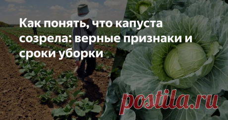 Капуста созрела: главный признак того, что овощ готов уборке, — всегда так проверяем