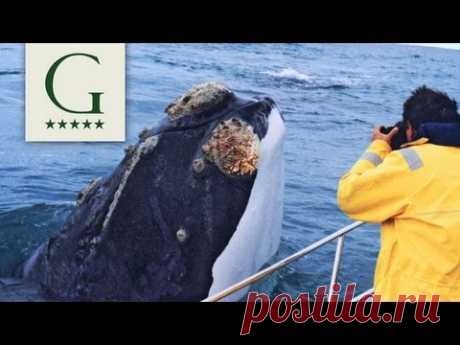 Grootbos | Whale Watching in South Africa