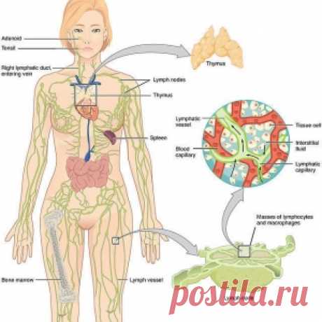 10 простых шагов для очищения лимфатической системы и поддержания гормонального баланса - МирТесен
