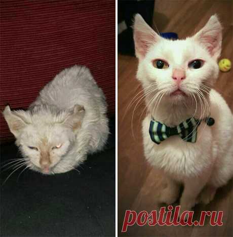20 фото кошек до и после того, как они нашли дом, показывающих, на что способна любовь