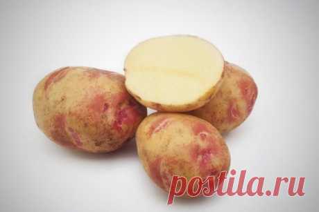 5 лучших сортов картофеля для посадки | Блог Палыча | Яндекс Дзен