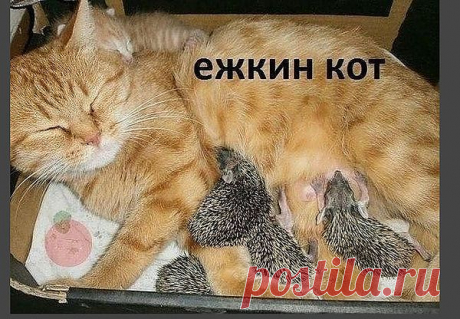 Мой Мир@Mail.Ru