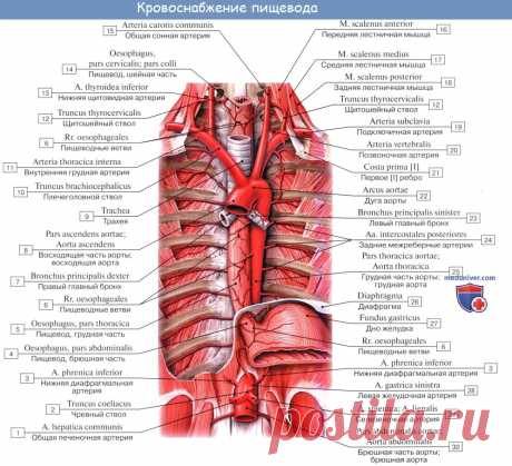 Кровоснабжение пищевода