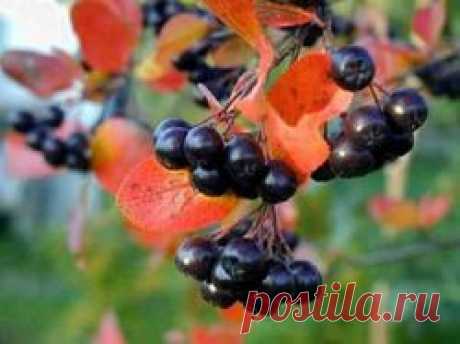 Арония черноплодная - арония черноплодная, черноплодная рябина, ягоды