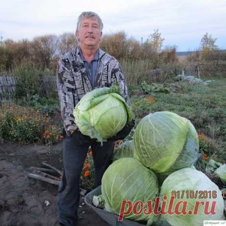 СЕКРЕТЫ БЕЛOКOЧАННOЙ КАПУСТЫ