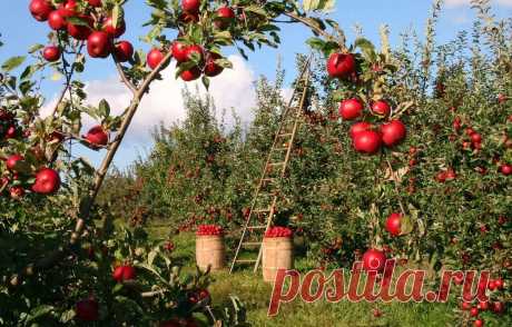 фрукты сады в умеренном: 9 тыс изображений найдено в Яндекс.Картинках