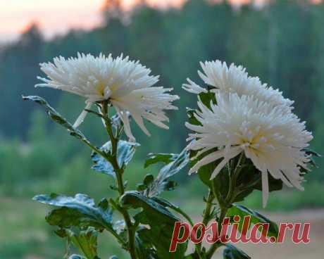 ФОТОМАСТЕРСКАЯ ПРИРОДЫ
Галина Чусовитина