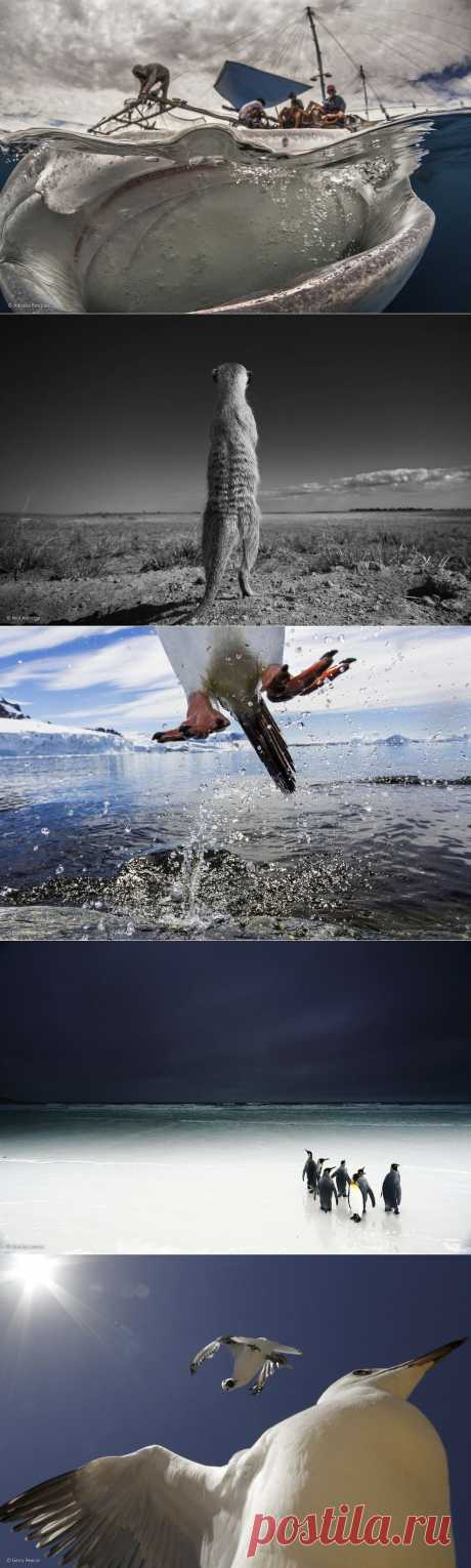 ФотоТелеграф » Фотоконкурс Wildlife Photograher of the Year 2014