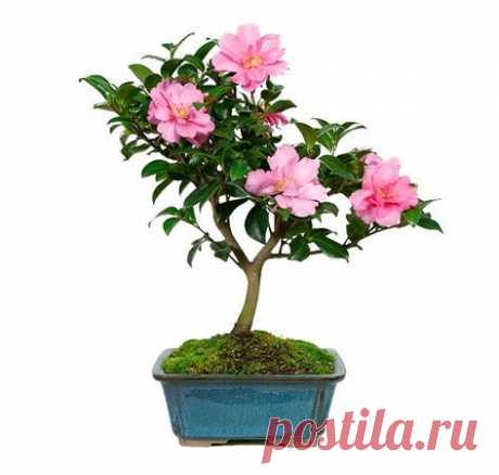 из Nursery Tree Wholesalers
Camellia Bonsai Tree

The Camellia Bonsai Tree is a unique tree that blooms again and again with deep red to pink blossoms from late fall to early spring and many love to keep them as part of their patio decorations! Do you need a healthy dose of color during the cold winter months? This tree, known affectionately by experts as the “Hot Flash”, will certainly not let you down...  |   Pinterest • Всемирный каталог идей