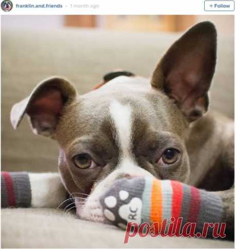 Самые милые питомцы: собаки в носках покорили Instagram – Metro
