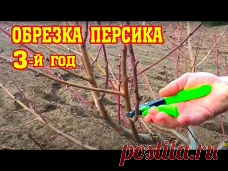 Правильная обрезка персика / 3-й год после посадки / опытный участок / proper peach pruning