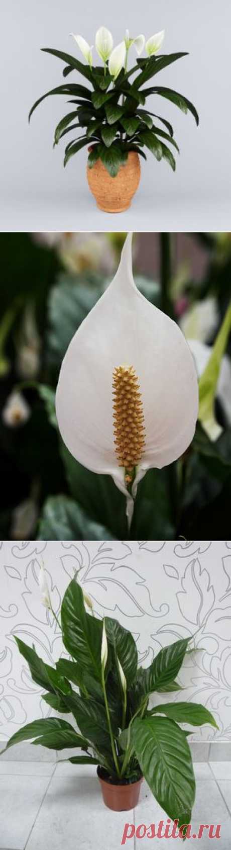 Виды спатифиллума и как его выращивать — Сад на подоконнике