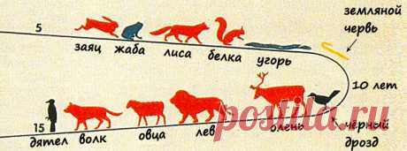 Продолжительность жизни различных видов животных (инфографика) – Zagge.ru