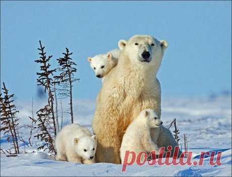 Белые медвежата впервые на прогулке | ЛЮБИМЫЕ ФОТО