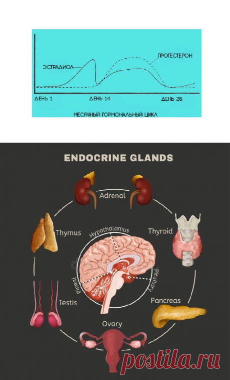 ГОРМОНЫ: ЭСТРОГЕН — вес, капризы, кости, сердце, память