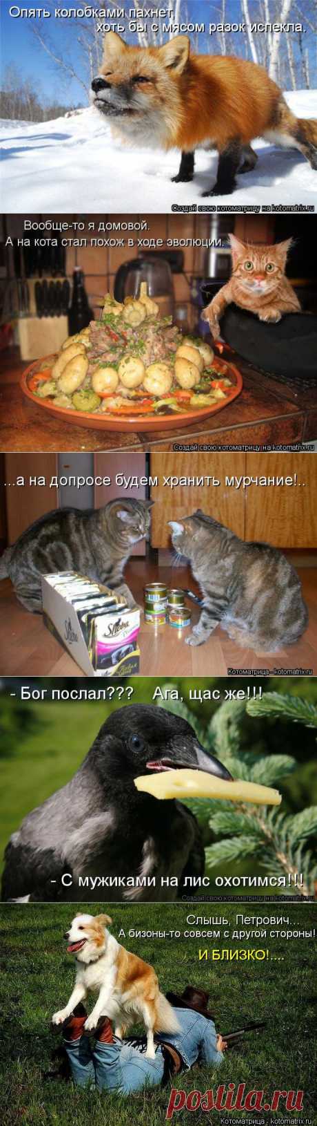 Смотрим свежую котоматрицу.