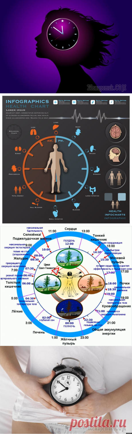Как работают биологические часы человека