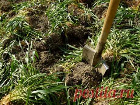 Органические удобрения из растений: сидераты, компост, жидкое зеленое удобрение