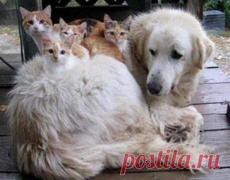 10 фотографий кошек и собак, которые не могут друг без друга | Домашние животные