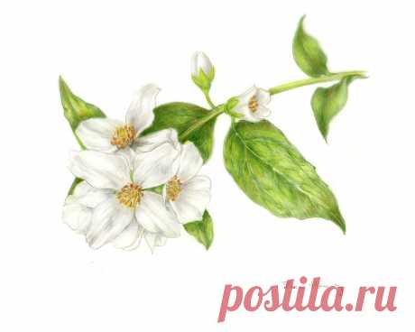 Mock Orange Philadelphus Coronarius by Fran Henig Mock Orange Philadelphus Coronarius Drawing by Fran Henig