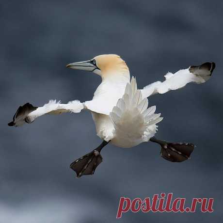 Comedy Wildlife Photo Awards в Instagram: «Just glide.... By Charlie Davidson. Competition launches any day now...#comedywildlifephotographyawards #birds #funnyanimals #comedywildlife #flight #seagull»