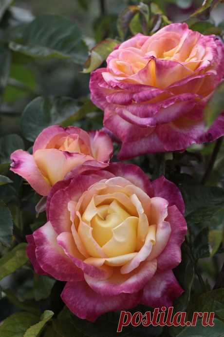 ♥♥♥Подарок для всех на день любви - Прекрасные розы ♥♥♥