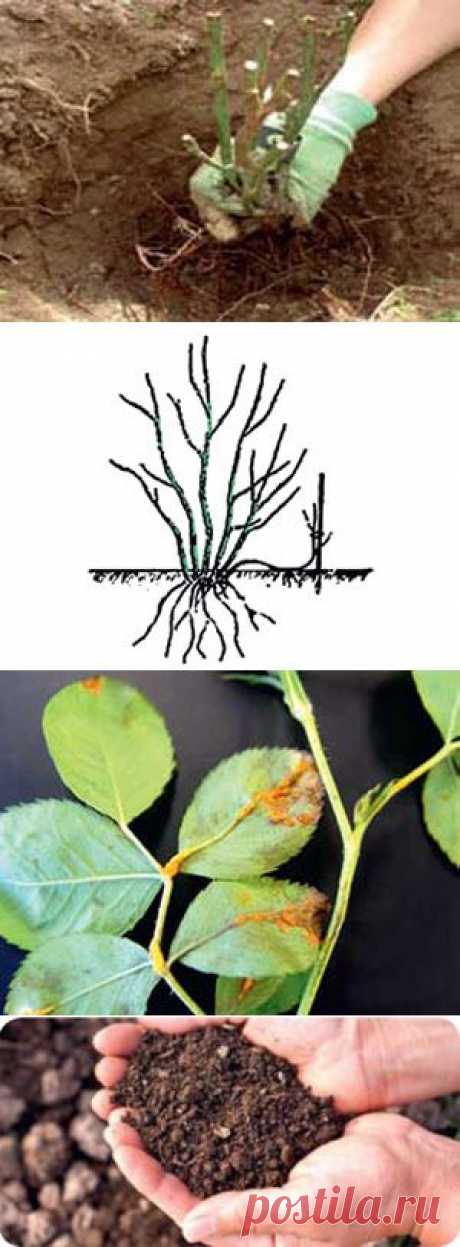 Золотые правила выращивания роз